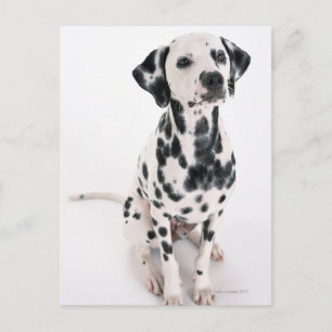 Carte Postale Dalmatien