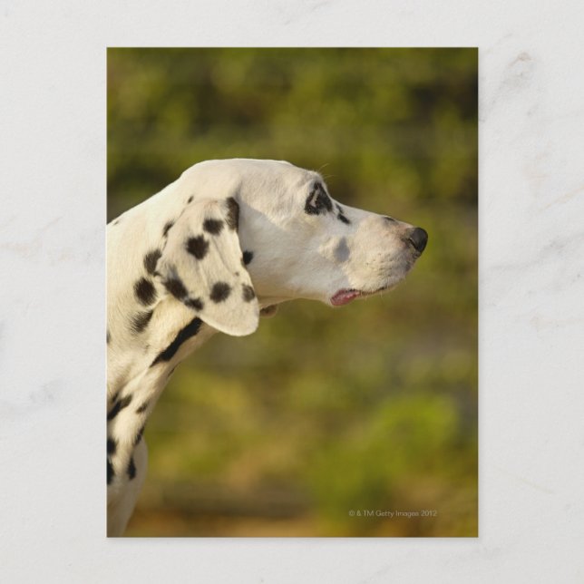 Carte Postale Dalmatien 4 (Devant)