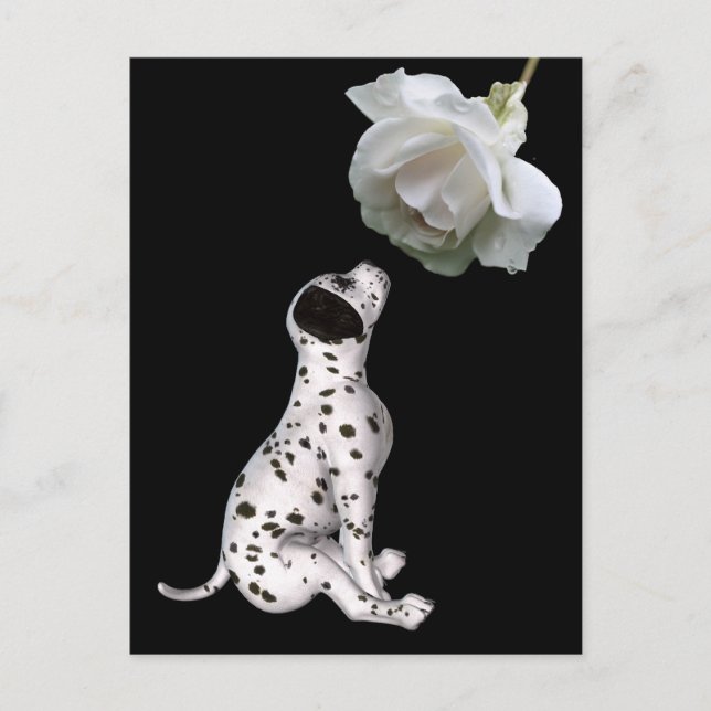 Carte Postale Dalmatienne Puppy Et Rose Blanche (Devant)