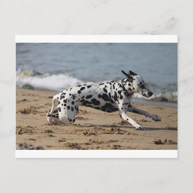 Carte Postale Dalmation (Devant)