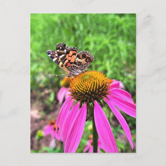 Carte Postale Dame américaine (Devant)