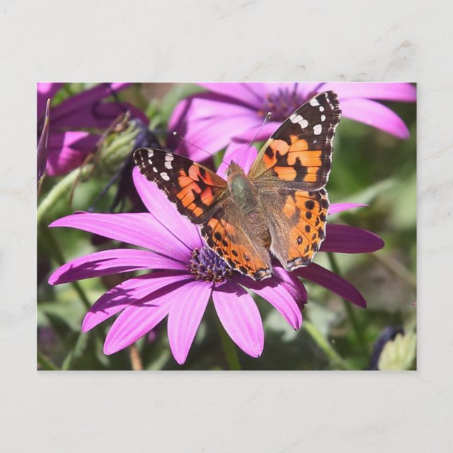 Carte Postale Dame peinte (Devant)
