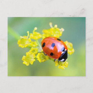 Carte Postale dame sur le dessus