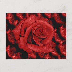 Carte postale d'amour aux roses rouges