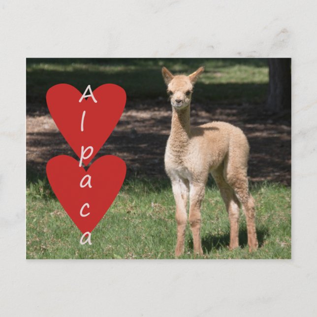 Carte postale d'amour de l'alpaga pour bébé (Devant)