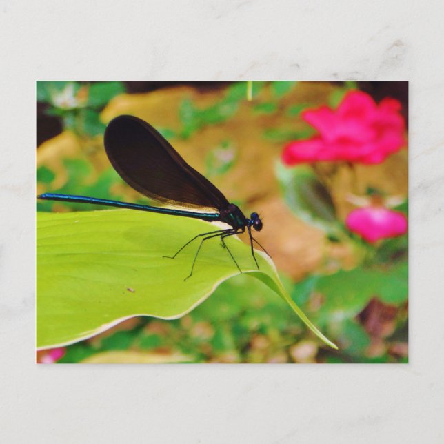 Carte Postale Damselfly et Rose (Devant)