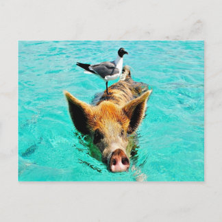 Carte Postale D'amusement fis de mouette de porc de natation de