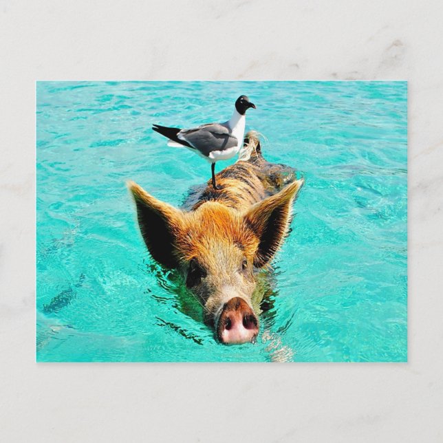 Carte Postale D'amusement fis de mouette de porc de natation de (Devant)