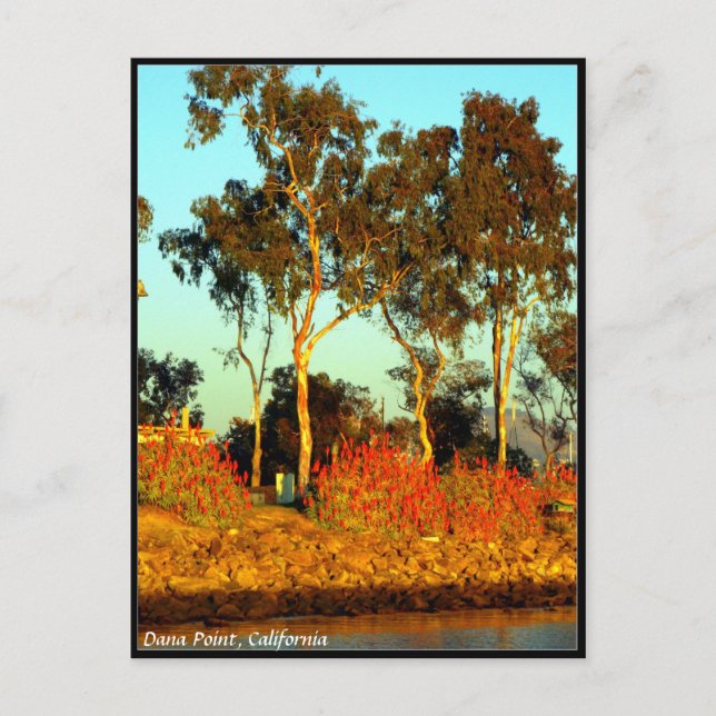 Carte postale Dana Point (Devant)