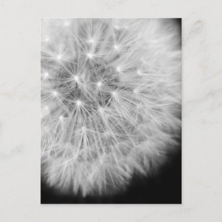 Carte Postale Dandalion