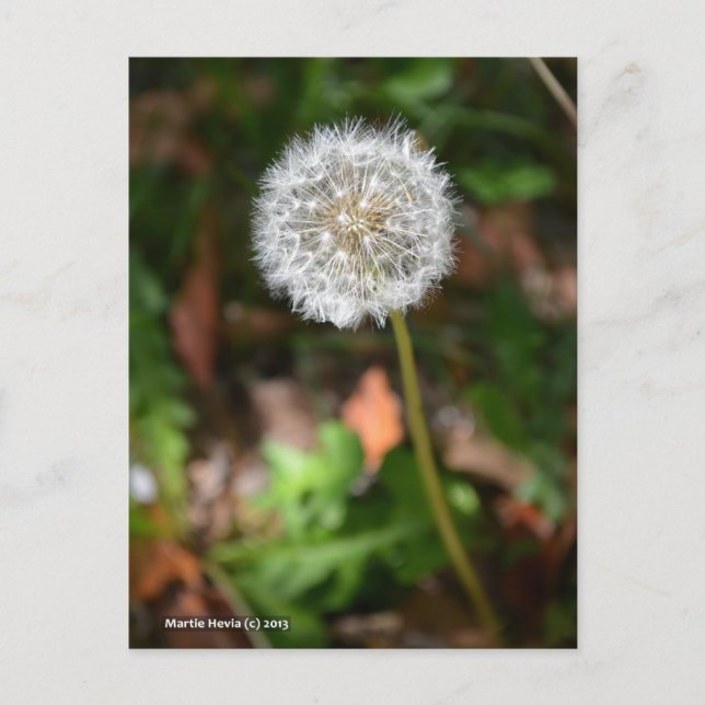 Carte Postale Dandelion (Devant)
