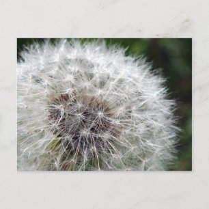 Carte Postale Dandelion