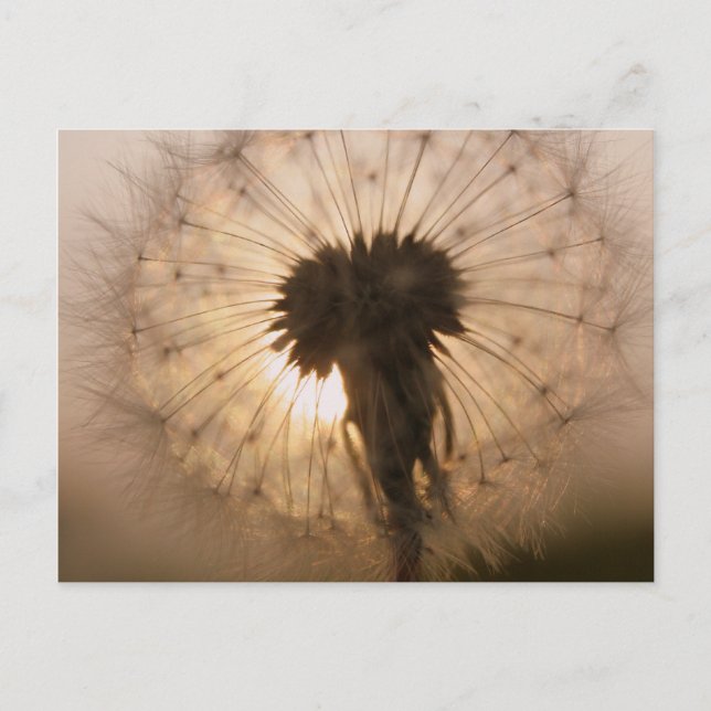 Carte Postale Dandelion (Devant)