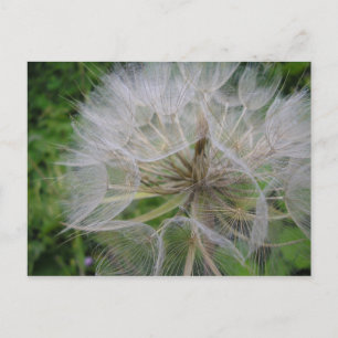 Carte Postale Dandelion