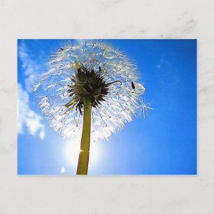 Carte postale Dandelion