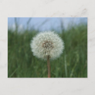 Carte postale Dandelion