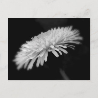 Carte Postale Dandelion
