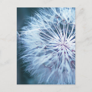 Carte Postale Dandelion 2