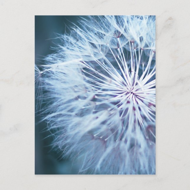 Carte Postale Dandelion 2 (Devant)