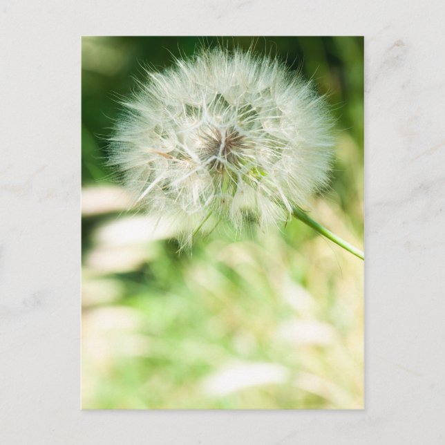 Carte Postale Dandelion à bouffées (Devant)