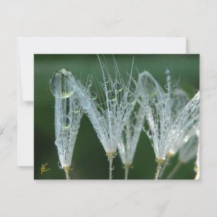 Carte Postale Dandelion Avec Dew Drops Jouer Nature