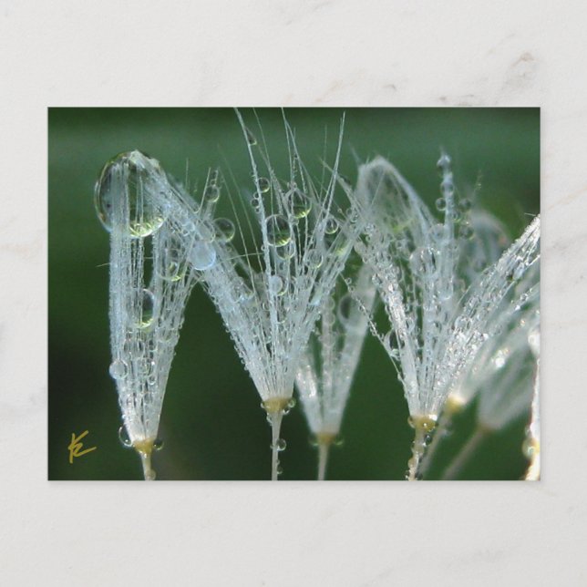 Carte Postale Dandelion Avec Dew Drops Jouer Nature (Devant)