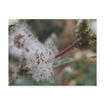 Dandelion blanc flou