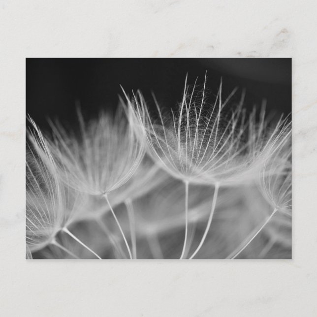 Carte Postale Dandelion Closeuse en noir blanc (Devant)