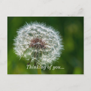 Carte Postale Dandelion Dans La Lumière De La Pensée De Votre Ca