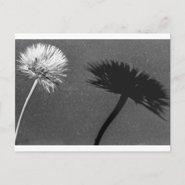 Carte Postale Dandelion et ombre (Devant)