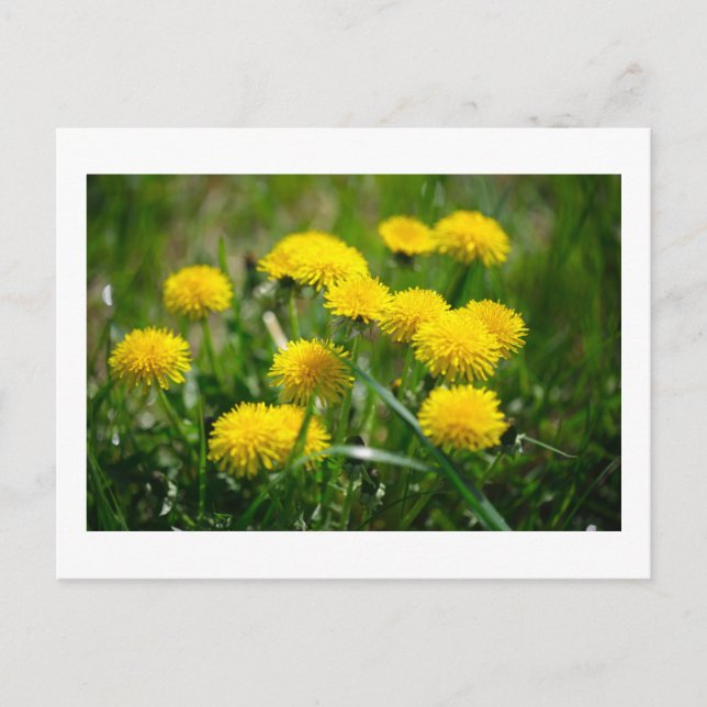 Carte Postale Dandelion Fleurs Dandelions Jaune Vert (Devant)