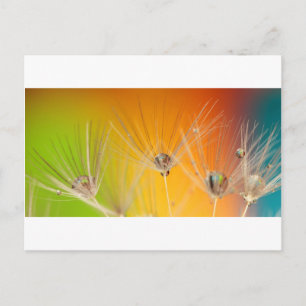 Carte Postale Dandelion Fleurs Destiny Peace Love Art