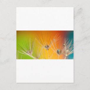 Carte Postale Dandelion Fleurs Destiny Peace Love Art