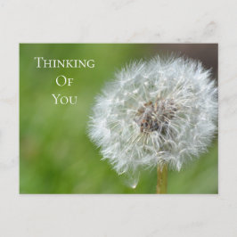 Carte Postale Dandelion Flower Thing of You