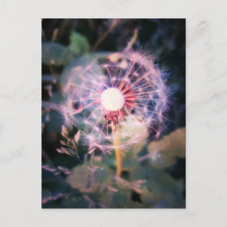 Carte Postale Dandelion Magie