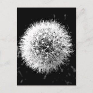 Carte Postale Dandelion noir et blanc