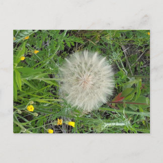 Carte Postale Dandelion Puff