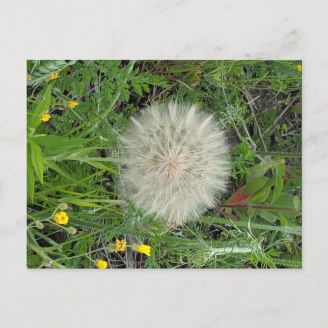 Carte Postale Dandelion Puff (Devant)