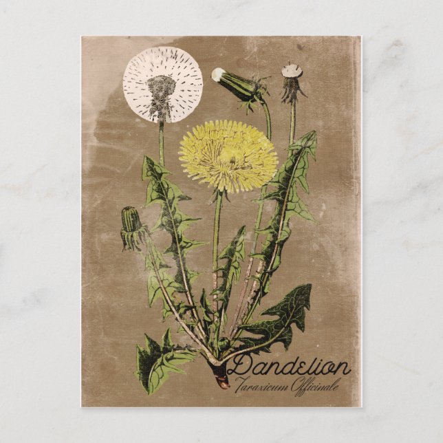 Carte postale Dandelion vintage (Devant)