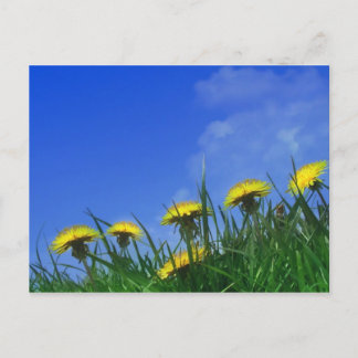 Carte Postale Dandelions