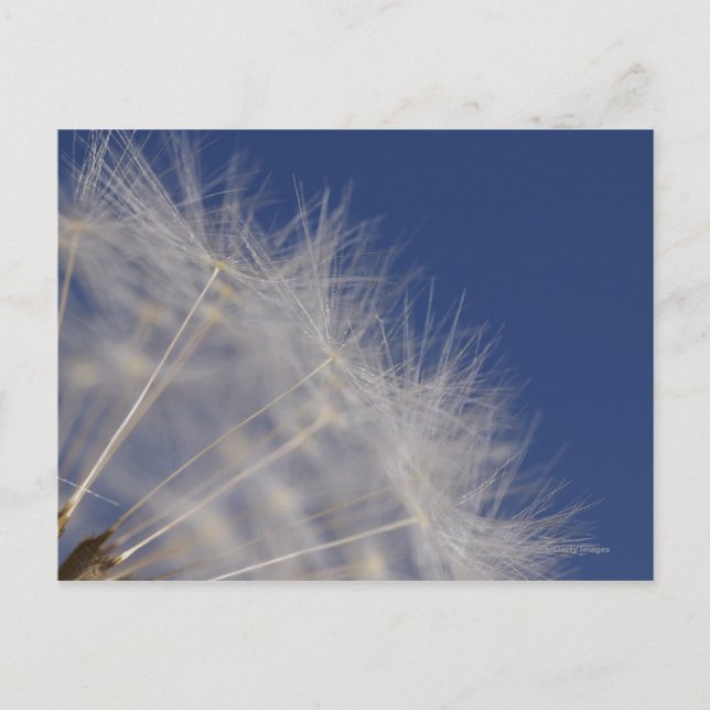 Carte Postale Dandelions (Devant)