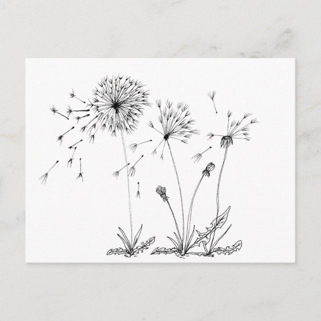 Carte Postale Dandelions (Devant)