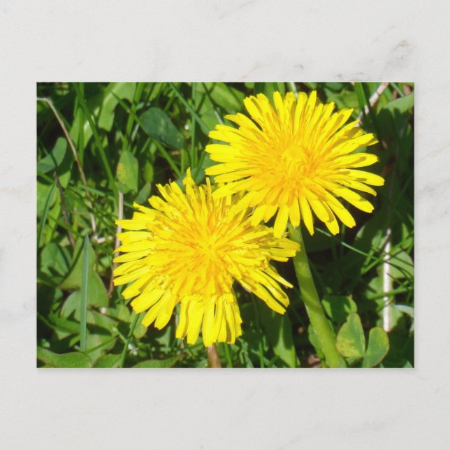Carte Postale Dandelions (Devant)