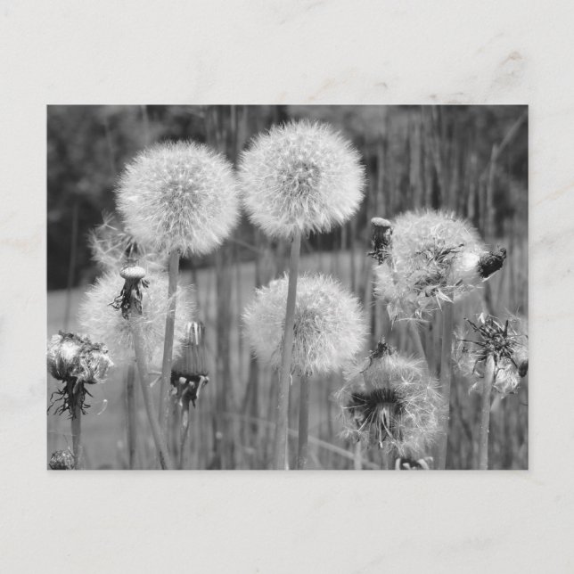 Carte Postale Dandelions noirs et blancs (Devant)