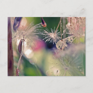 Carte Postale Dandellion sanctuaire