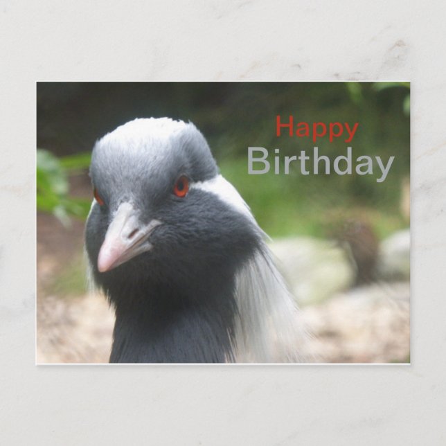 Carte postale d'anniversaire à la grue mignonne (Devant)