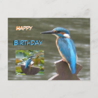 Carte postale d'Anniversaire aux martins-pêcheurs