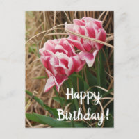 Carte postale d'anniversaire aux tulipes blanches 