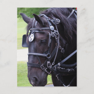 Carte postale d'anniversaire Black Horse 384