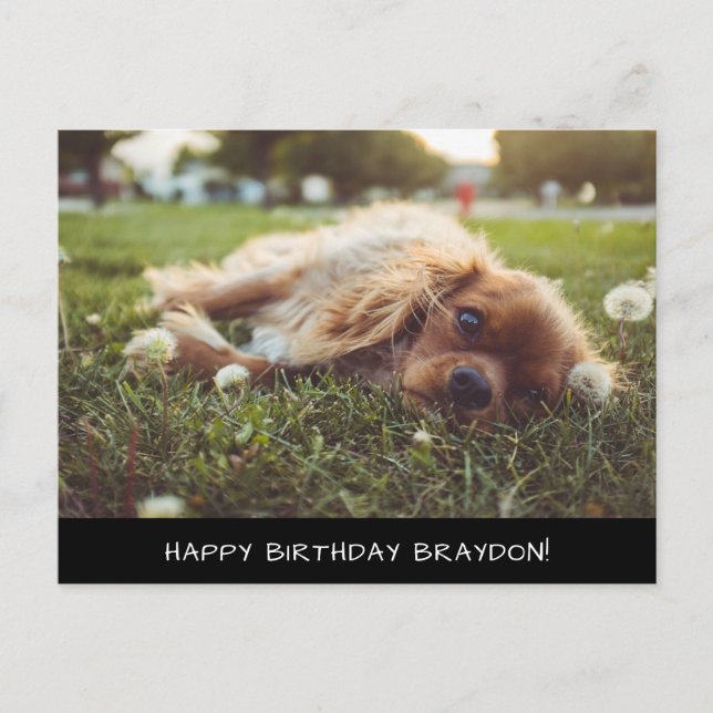 Carte postale d'anniversaire Cocker Spaniel Cavali (Devant)